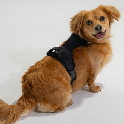 Harness