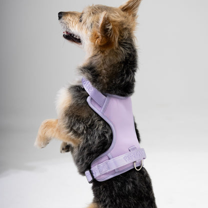 Harness