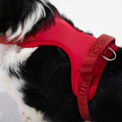 Harness