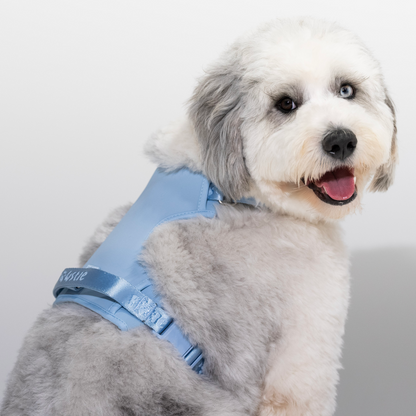 Harness